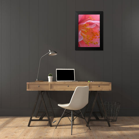 USA, Pennsylvania Camellia blossom close-up Black Modern Wood Framed Art Print by Rotenberg, Nancy