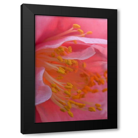 USA, Pennsylvania Camellia blossom close-up Black Modern Wood Framed Art Print with Double Matting by Rotenberg, Nancy