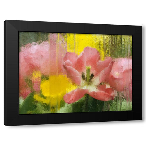 PA, Abstract tulip impression through glass Black Modern Wood Framed Art Print with Double Matting by Rotenberg, Nancy