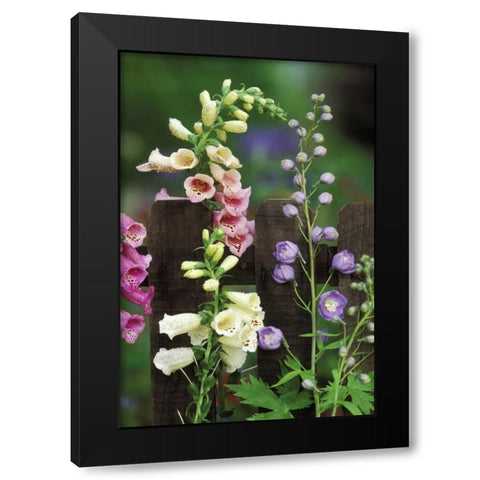 Pennsylvania Foxglove and delphinium on fence Black Modern Wood Framed Art Print by Rotenberg, Nancy