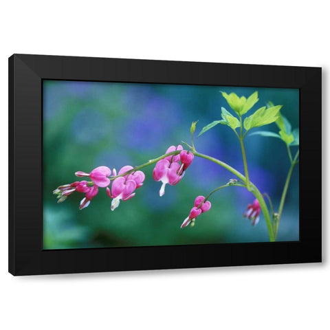 Pennsylvania Bleeding heart flowers in garden Black Modern Wood Framed Art Print by Rotenberg, Nancy