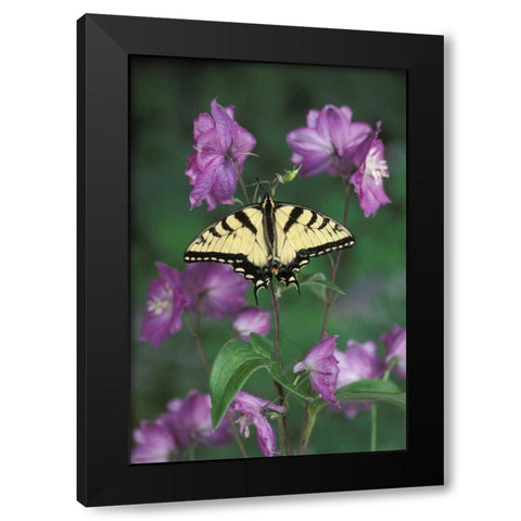 Pennsylvania Tiger swallowtail on flower Black Modern Wood Framed Art Print by Rotenberg, Nancy