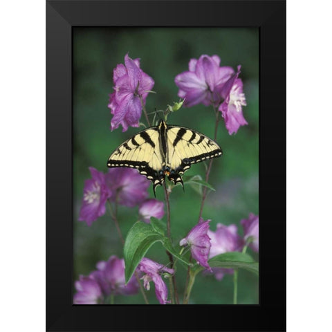 Pennsylvania Tiger swallowtail on flower Black Modern Wood Framed Art Print by Rotenberg, Nancy