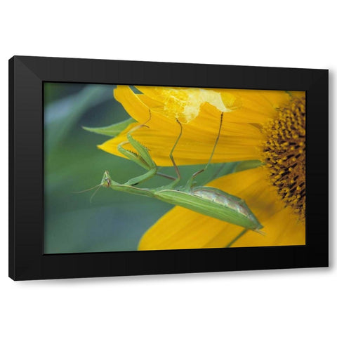 PA, Praying mantis with egg sac on sunflower Black Modern Wood Framed Art Print with Double Matting by Rotenberg, Nancy