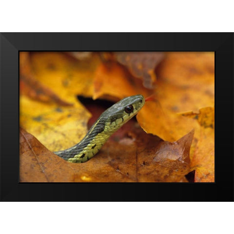 Pennsylvania Garter snake in autumn Black Modern Wood Framed Art Print by Rotenberg, Nancy