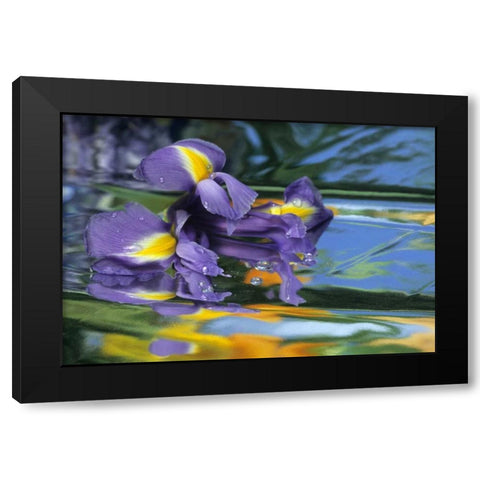 Pennsylvania Iris on mylar reflective surface Black Modern Wood Framed Art Print with Double Matting by Rotenberg, Nancy