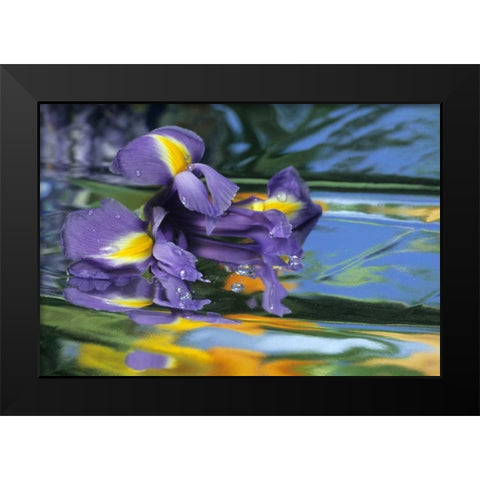 Pennsylvania Iris on mylar reflective surface Black Modern Wood Framed Art Print by Rotenberg, Nancy