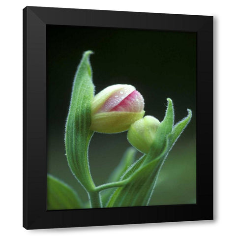 USA, Pennsylvania Close-up of flower bud opening Black Modern Wood Framed Art Print by Rotenberg, Nancy