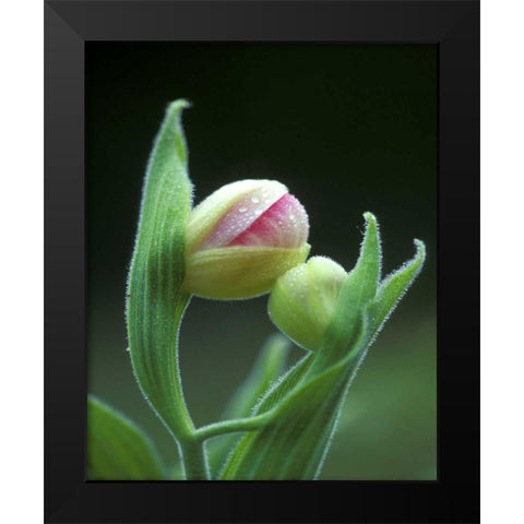 USA, Pennsylvania Close-up of flower bud opening Black Modern Wood Framed Art Print by Rotenberg, Nancy