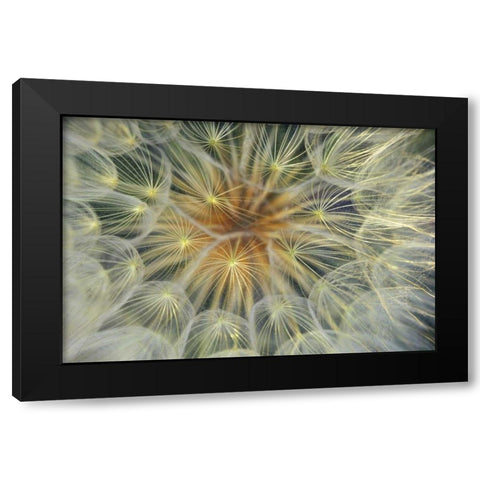 USA, Pennsylvania Dandelion seedhead close-up Black Modern Wood Framed Art Print with Double Matting by Rotenberg, Nancy