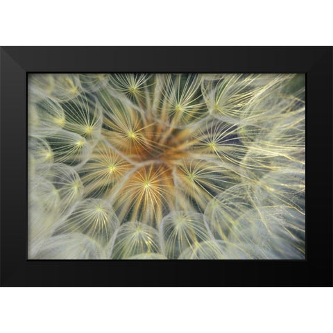 USA, Pennsylvania Dandelion seedhead close-up Black Modern Wood Framed Art Print by Rotenberg, Nancy