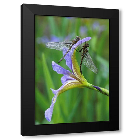 USA, Pennsylvania Two dragonflies on iris flower Black Modern Wood Framed Art Print with Double Matting by Rotenberg, Nancy