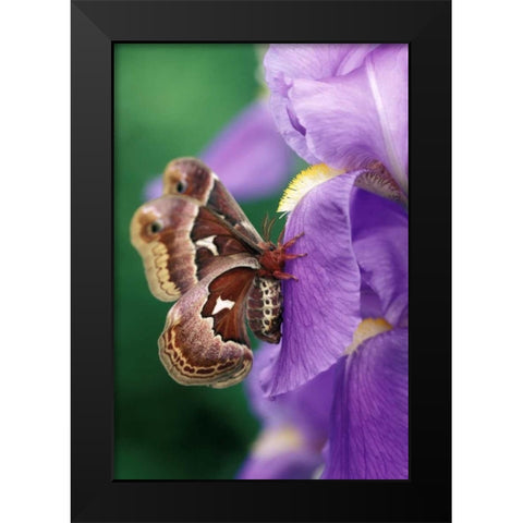 USA, Pennsylvania Cecropia moth on iris flower Black Modern Wood Framed Art Print by Rotenberg, Nancy