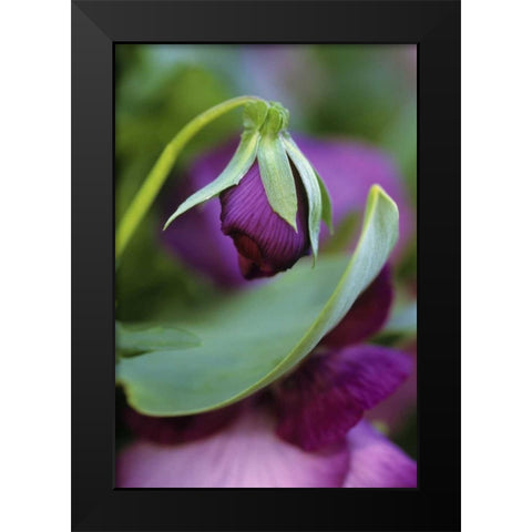 USA, Pennsylvania Flower bud opening in spring Black Modern Wood Framed Art Print by Rotenberg, Nancy