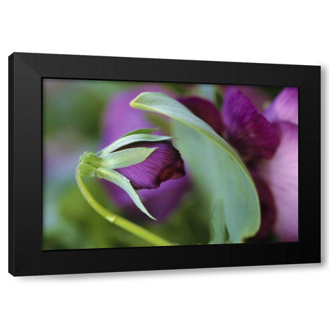 USA, Pennsylvania Flower bud opening in spring Black Modern Wood Framed Art Print by Rotenberg, Nancy