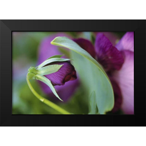 USA, Pennsylvania Flower bud opening in spring Black Modern Wood Framed Art Print by Rotenberg, Nancy