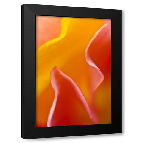 USA, Pennsylvania Close-up of petal abstract Black Modern Wood Framed Art Print by Rotenberg, Nancy