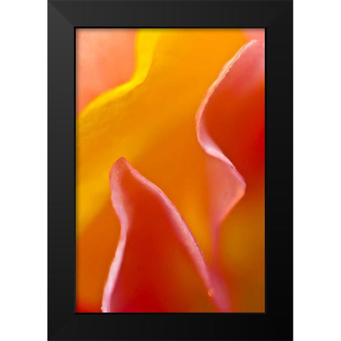 USA, Pennsylvania Close-up of petal abstract Black Modern Wood Framed Art Print by Rotenberg, Nancy