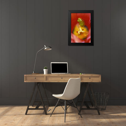USA, Pennsylvania Frog inside tulip Black Modern Wood Framed Art Print by Rotenberg, Nancy