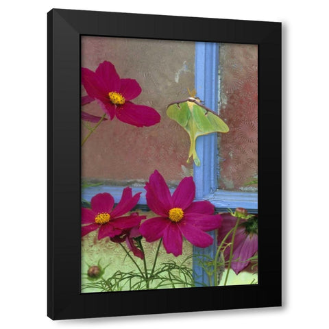 PA, Luna moth on old window with cosmos flowers Black Modern Wood Framed Art Print by Rotenberg, Nancy