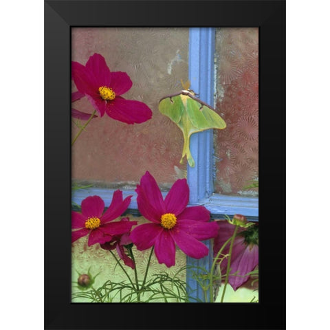 PA, Luna moth on old window with cosmos flowers Black Modern Wood Framed Art Print by Rotenberg, Nancy
