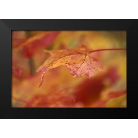 USA, Pennsylvania Maple leaf in autumn color Black Modern Wood Framed Art Print by Rotenberg, Nancy