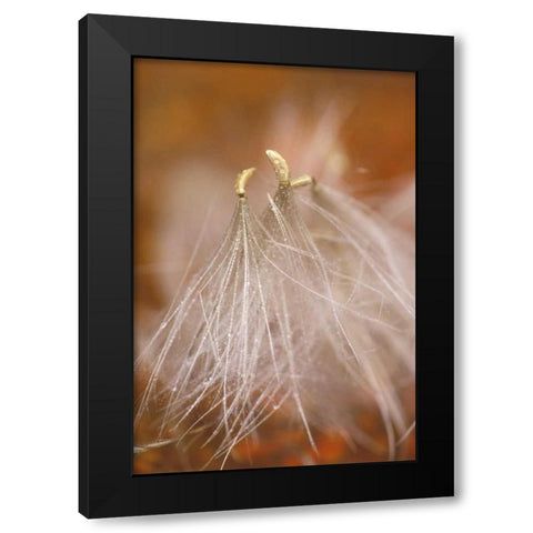 Pennsylvania Close-up of dandelion seedheads Black Modern Wood Framed Art Print with Double Matting by Rotenberg, Nancy