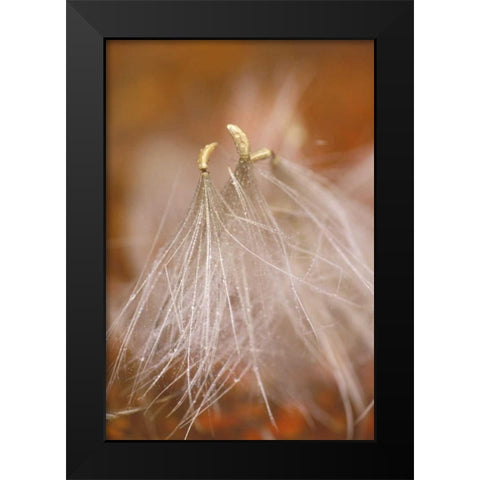Pennsylvania Close-up of dandelion seedheads Black Modern Wood Framed Art Print by Rotenberg, Nancy