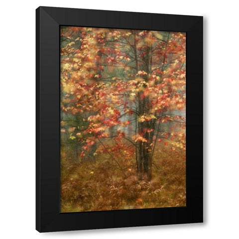 USA, Pennsylvania Sunlight on autumn leaves Black Modern Wood Framed Art Print with Double Matting by Rotenberg, Nancy