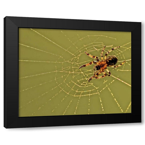 PA, Churchville Nature Center Spider on web Black Modern Wood Framed Art Print with Double Matting by OBrien, Jay