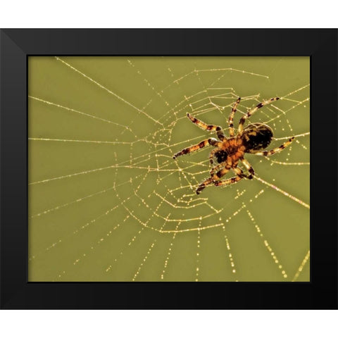 PA, Churchville Nature Center Spider on web Black Modern Wood Framed Art Print by OBrien, Jay