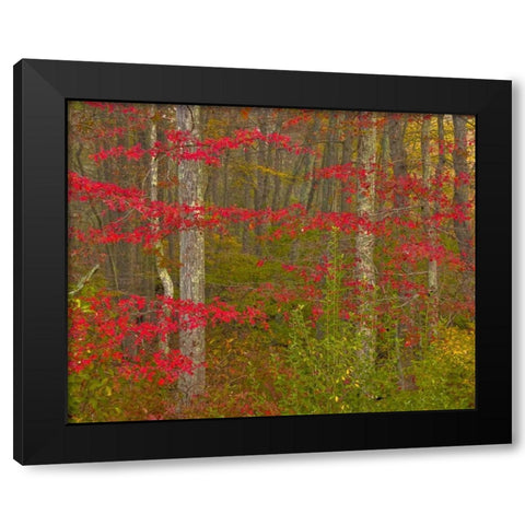 PA, Delaware Watergap NRA Autumn in forest Black Modern Wood Framed Art Print by OBrien, Jay