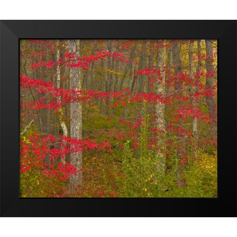 PA, Delaware Watergap NRA Autumn in forest Black Modern Wood Framed Art Print by OBrien, Jay
