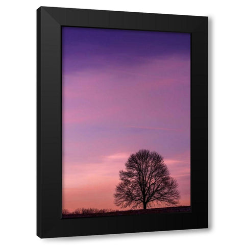Pennsylvania, King of Prussia Tree at sunrise Black Modern Wood Framed Art Print by OBrien, Jay