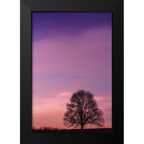 Pennsylvania, King of Prussia Tree at sunrise Black Modern Wood Framed Art Print by OBrien, Jay