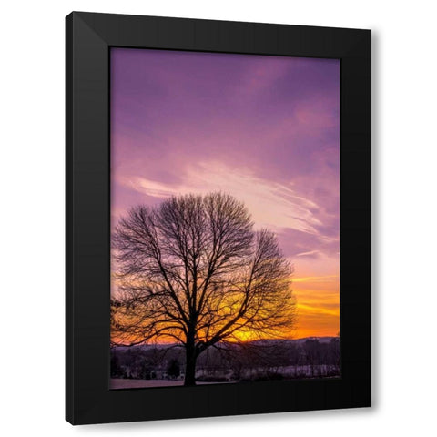 Pennsylvania, King of Prussia Tree at sunrise Black Modern Wood Framed Art Print by OBrien, Jay
