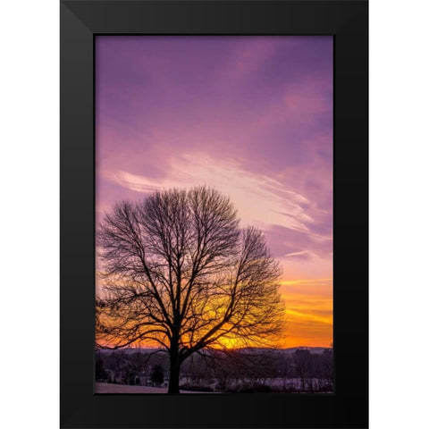 Pennsylvania, King of Prussia Tree at sunrise Black Modern Wood Framed Art Print by OBrien, Jay