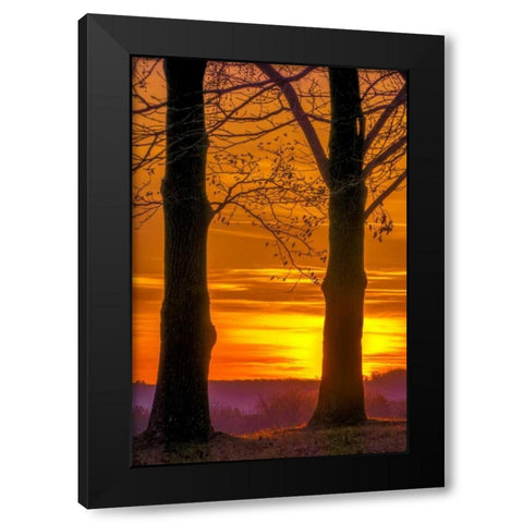 Pennsylvania, King of Prussia Tree at sunrise Black Modern Wood Framed Art Print by OBrien, Jay