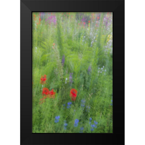 USA, Pennsylvania Summer flowers abstract Black Modern Wood Framed Art Print by OBrien, Jay