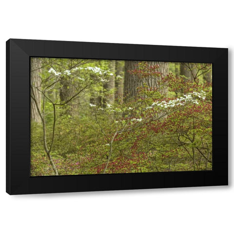 USA, Pennsylvania Spring, forest scenic Black Modern Wood Framed Art Print by OBrien, Jay