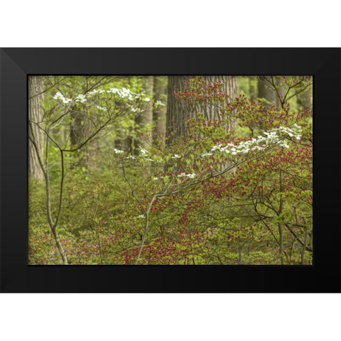 USA, Pennsylvania Spring, forest scenic Black Modern Wood Framed Art Print by OBrien, Jay