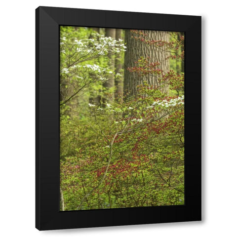 USA, Pennsylvania Spring, forest scenic Black Modern Wood Framed Art Print by OBrien, Jay