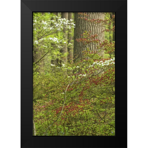 USA, Pennsylvania Spring, forest scenic Black Modern Wood Framed Art Print by OBrien, Jay