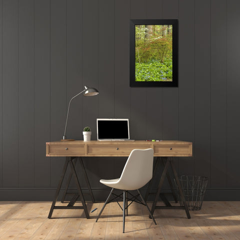 USA, Pennsylvania Spring, forest scenic Black Modern Wood Framed Art Print by OBrien, Jay