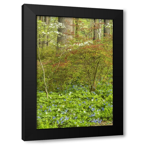 USA, Pennsylvania Spring, forest scenic Black Modern Wood Framed Art Print by OBrien, Jay