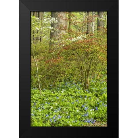 USA, Pennsylvania Spring, forest scenic Black Modern Wood Framed Art Print by OBrien, Jay