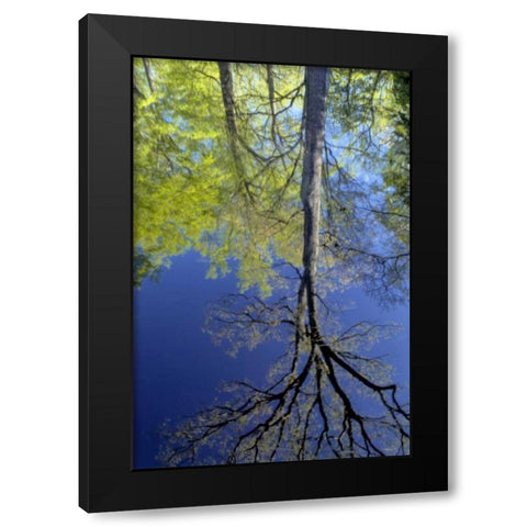 USA, Pennsylvania Tree reflected in pond Black Modern Wood Framed Art Print by OBrien, Jay