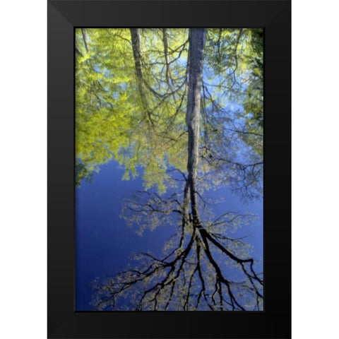 USA, Pennsylvania Tree reflected in pond Black Modern Wood Framed Art Print by OBrien, Jay