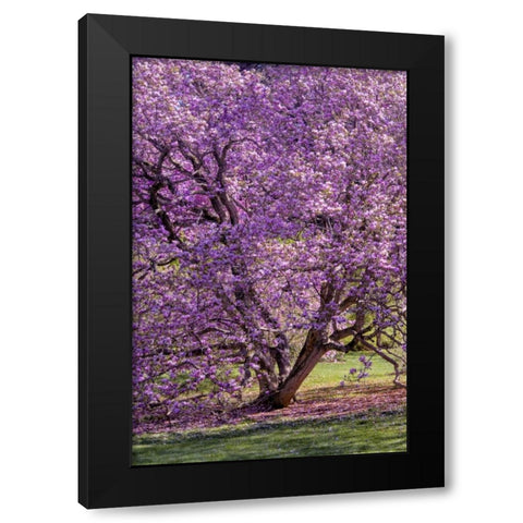 USA, Pennsylvania Tree in bloom Black Modern Wood Framed Art Print with Double Matting by OBrien, Jay