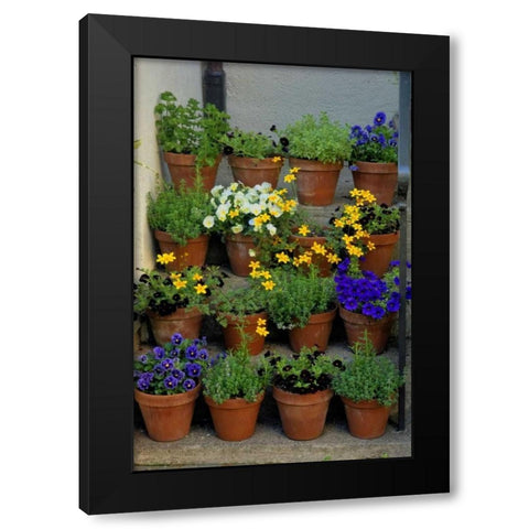 USA, Pennsylvania Potted flowers Black Modern Wood Framed Art Print with Double Matting by OBrien, Jay